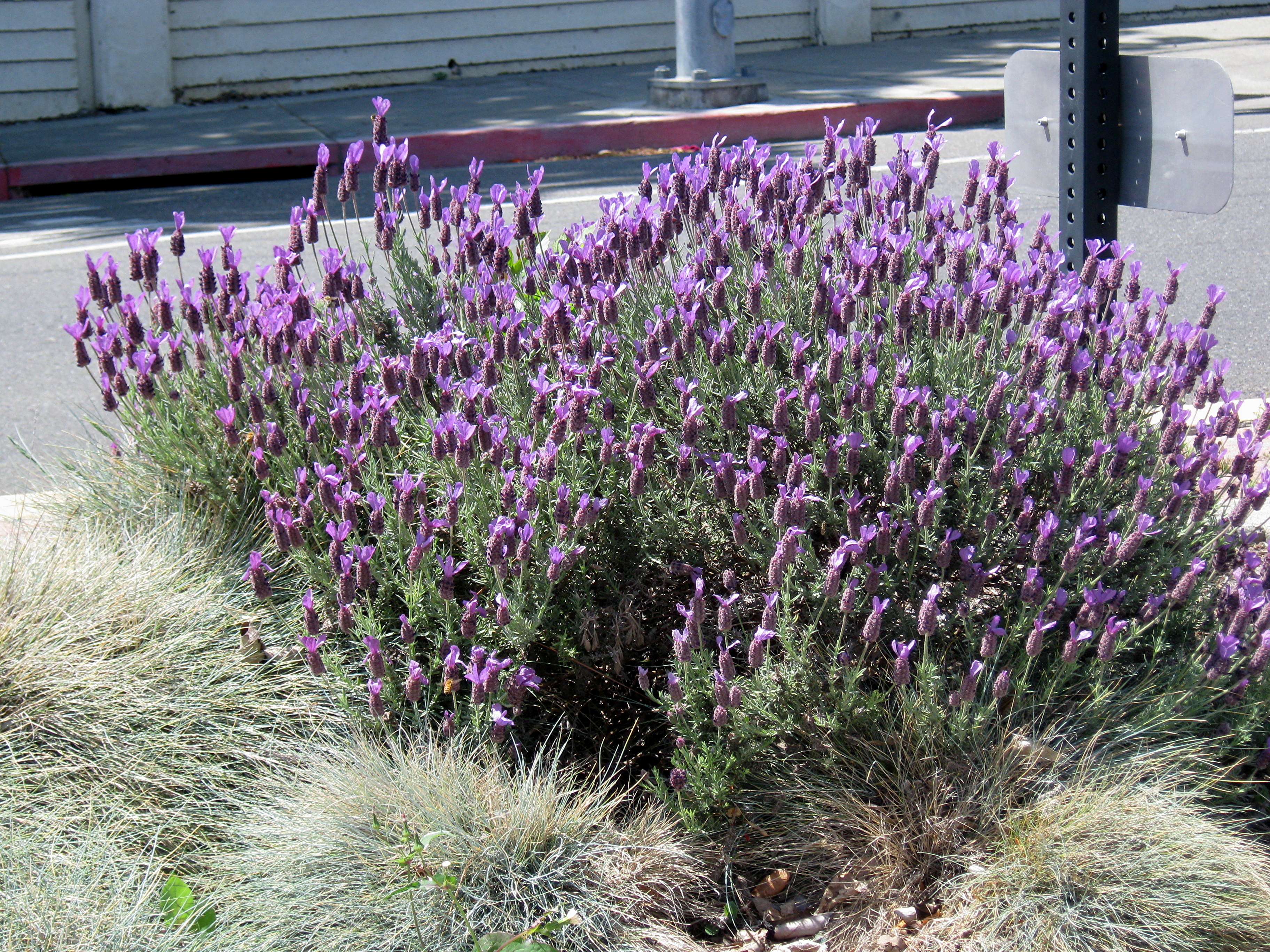 lavandula stoechas